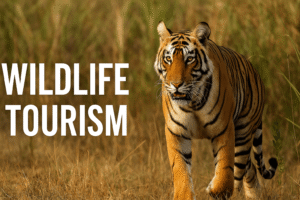 Wildlife Tourism